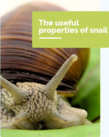 The useful properties of snail