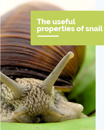 About Snails