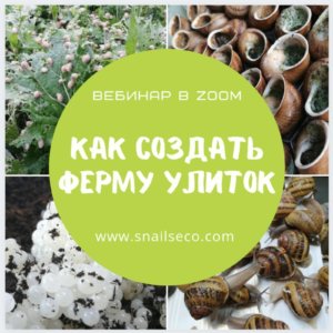 как создать ферму улиток. Семинар и вебинар по созданию улиточных ферм