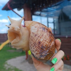 Ахатина на ферме Ахатина